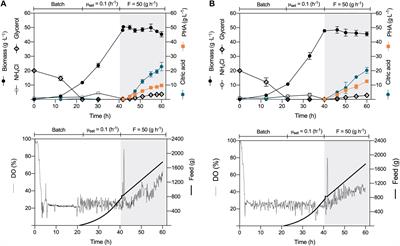 Fed-Batch mcl- Polyhydroxyalkanoates Production in Pseudomonas putida KT2440 and ΔphaZ Mutant on Biodiesel-Derived Crude Glycerol